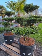 Ilex Green Crenata Bonsai, Jardin & Terrasse, Plantes | Arbres, Enlèvement, Ombre partielle