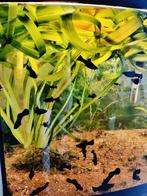 Black molly's, Dieren en Toebehoren, Vis, Zoetwatervis