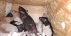 Ratjes ter adoptie, Dieren en Toebehoren, Juni, Meerdere dieren