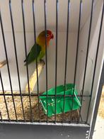 Fischerie 2025, Dieren en Toebehoren, Mannelijk, Dwergpapegaai of Agapornis, Geringd