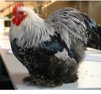 Ik ZOEK een cochin kriel kweek haan, Dieren en Toebehoren, Pluimvee
