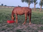 Wandelpaard / draagmerrie, Niet van toepassing, 3 tot 6 jaar, 160 tot 165 cm, Recreatiepaard