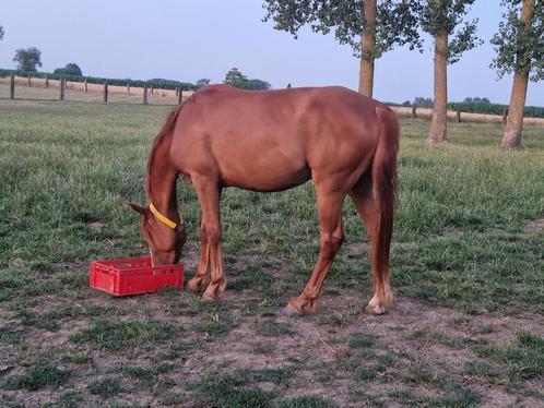 Wandelpaard / draagmerrie, Dieren en Toebehoren, Paarden, Merrie, Niet van toepassing, 160 tot 165 cm, 3 tot 6 jaar, Recreatiepaard