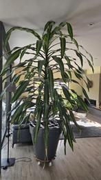 Grote plant Goudpalm of Kamerplant Drakenbloedboom, Huis en Inrichting, Kamerplanten, Ophalen, 200 cm of meer, Overige soorten