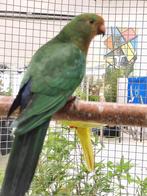 Koningsparkiet, Dieren en Toebehoren, Mannelijk, Parkiet, Geringd