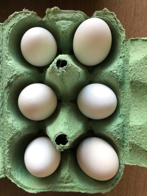 Ukkelse Baardkiriel deuzelkeur broeideieren te koop, Dieren en Toebehoren, Pluimvee, Kip, Meerdere dieren