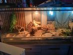 terrarium L 120,  B50 cm
H60 cm met 2 baardagamen, Dieren en Toebehoren, Ophalen, Zo goed als nieuw
