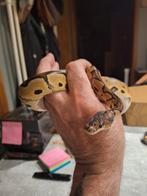 Ball python met mooi gratis terrarium, Animaux & Accessoires