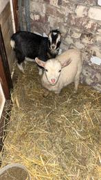 Dwerggeit bok, Dieren en Toebehoren, Schapen, Geiten en Varkens