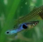 Endlers guppy, Dieren en Toebehoren, Zoetwatervis, Vis