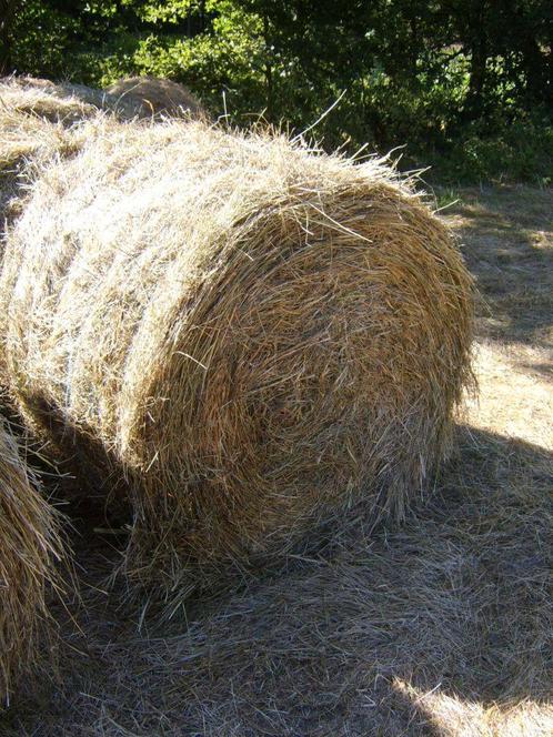 Ronde balen hooi, Zakelijke goederen, Landbouw | Veevoer, Ophalen