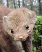 Prachtige Vriendelijke Marter Taxidermie Opgezette Dieren, Verzamelen, Ophalen of Verzenden, Wild dier, Opgezet dier