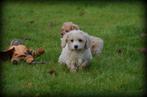 Maltipoo pups, Dieren en Toebehoren, België, Maltezer, CDV (hondenziekte), 8 tot 15 weken