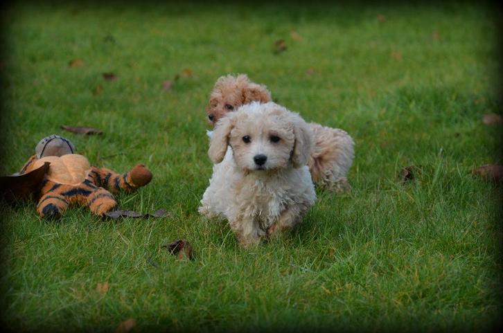 Maltipoo pups, Dieren en Toebehoren, Honden | Chihuahua's en Gezelschapshonden, Meerdere dieren, Maltezer, Fokker | Professioneel