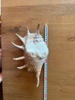 Belle carapace d'araignée, Collections, Enlèvement, Coquillage(s)