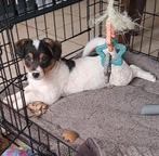 Leuke jack russell mix pup reutje, België, Jack Russell Terriër, CDV (hondenziekte), 8 tot 15 weken