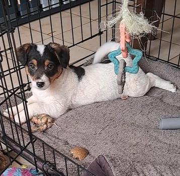 Leuke jack russell mix pup reutje beschikbaar voor biedingen