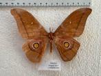 grote nachtvlinder uit Camerún, HALVE PRIJS, Enlèvement ou Envoi