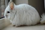 chinchilla wit saffier RPA vrouwtje, Animaux & Accessoires, Rongeurs, Chinchilla, Femelle