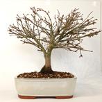 Japanse esdoorn 'Kiyohime' bonsai, Tuin en Terras, In pot, Bloeit niet, Halfschaduw, Minder dan 100 cm