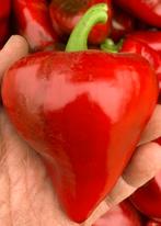 Poivron Lesya - grand chapeau de lutin - 5 graines, Jardin & Terrasse, Envoi, Printemps, Plein soleil, Graine