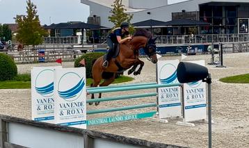 Training van sportpaarden en pony's beschikbaar voor biedingen