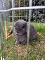 Grijs konijn, Dieren en Toebehoren, Konijnen, Geslacht onbekend, Klein, 6 tot 8 jaar