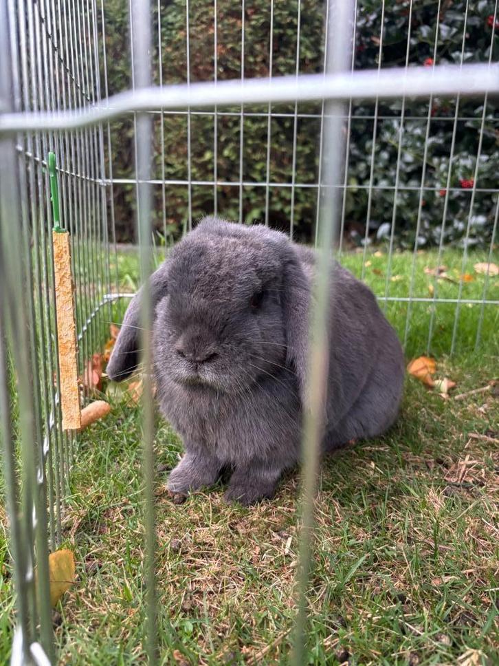 Grijs konijn, Dieren en Toebehoren, Konijnen, Klein, Geslacht onbekend, 6 tot 8 jaar