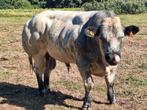 Verscheidene dekstieren belgisch witblauw te koop, Dieren en Toebehoren, Mannelijk