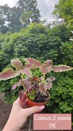 Coleus, Huis en Inrichting, Kamerplanten, Overige soorten, Ophalen of Verzenden, Minder dan 100 cm, Bloeiende kamerplant