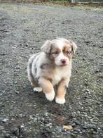 Chiots de berger australiens doux et sociaux à vendre, Plusieurs, Parvovirose, Belgique, Berger