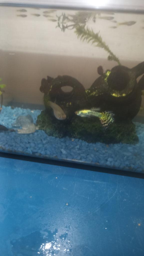 Baby Guppys en ouders (Tijger patronen), Dieren en Toebehoren, Vissen | Aquariumvissen, Schoolvis