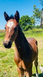 Dressuur hengsten veulen, Dieren en Toebehoren, Paarden, Hengst, Niet van toepassing, Dressuurpaard, 0 tot 2 jaar