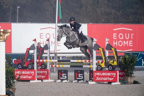Springpaard te koop Uppercut van het Keizershof, Dieren en Toebehoren, Paarden en Pony's | Overige Paardenspullen, Ophalen