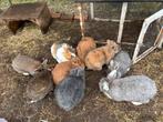 Konijntjes te koop, Dieren en Toebehoren, Konijnen
