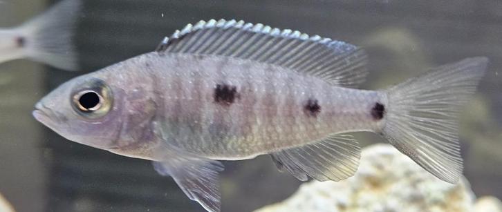 Copadichromis Mloto malawi cichliden, Dieren en Toebehoren, Vissen | Aquariumvissen, Zoetwatervis, Vis