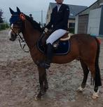 Gouden pony aangeboden voor lesjes en doorgroeien, Dieren en Toebehoren