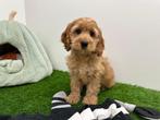 Cockapoo pups, België, 8 tot 15 weken, CDV (hondenziekte), Meerdere