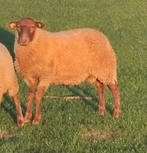 Voskop ram met SLE stamboek, Dieren en Toebehoren, Schapen, Geiten en Varkens, Mannelijk, Schaap, 0 tot 2 jaar