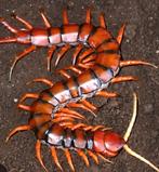 Scolopendra whitebeard, Dieren en Toebehoren, Insecten en Spinnen