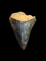 Magnifiques carcharias (requin blanc) de Caroline (États-Uni, Collections, Enlèvement ou Envoi, Fossile