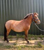 Nederlands minipaardje met papier  1m. Groot!, Dieren en Toebehoren, Paarden, Merrie, 0 tot 2 jaar, Onbeleerd, Recreatiepaard