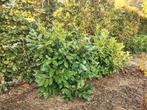 Paplaurier, Tuin en Terras, Ophalen, 100 tot 250 cm