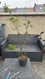 Pré bonsaï taxus, Tuin en Terras, Planten | Bomen, Ophalen