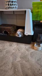 Schattig duo konijnen zoekt gouden mandje. Prijs Ovt, Animaux & Accessoires, Rongeurs & Lapins | Accessoires, Enlèvement