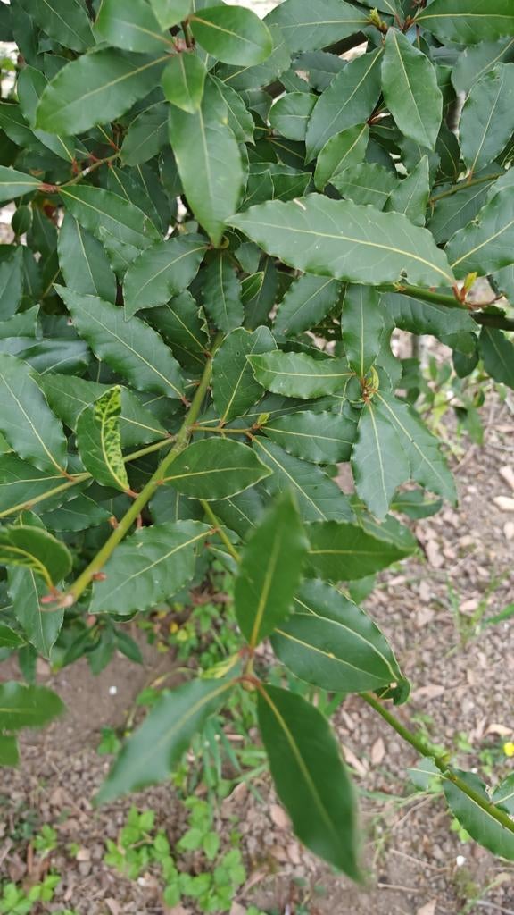Keuken laurier, Diversen, Levensmiddelen, Ophalen of Verzenden