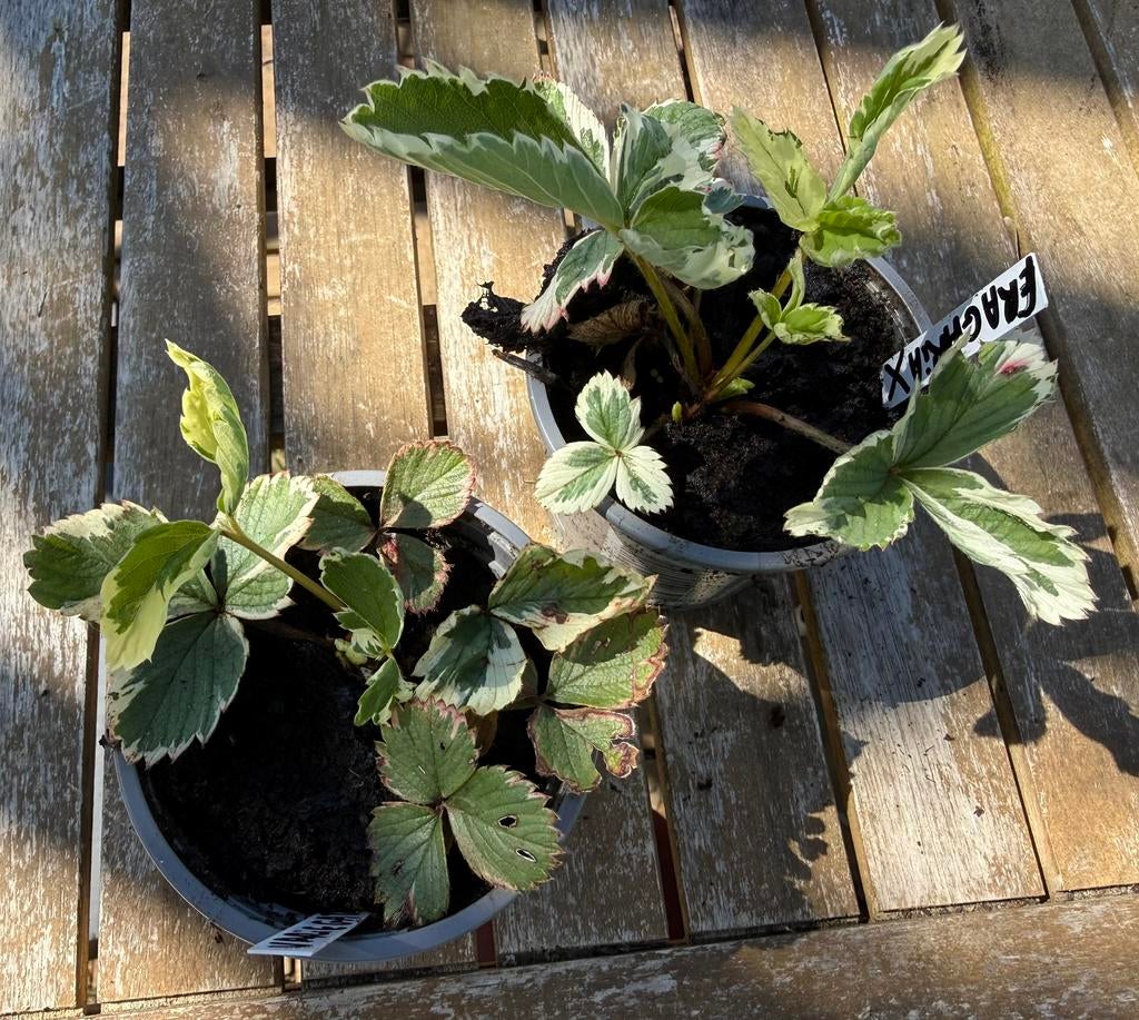 Fragaria X ananassa Variegata, Tuin en Terras, Planten | Tuinplanten, Ophalen, Volle zon, Vaste plant, Fruitplanten