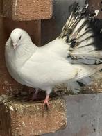 Amerikaanse pauw starte