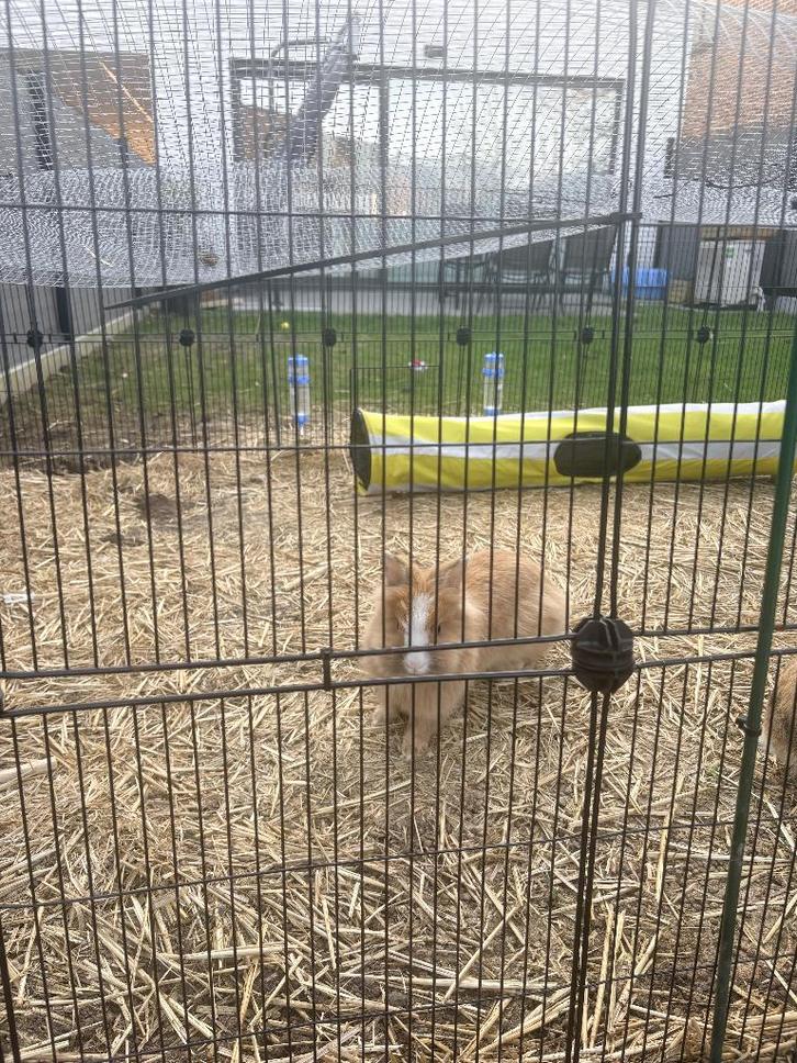 Lapins nains + accessoires, Animaux & Accessoires, Lapins, Nain, Plusieurs animaux, 3 à 5 ans