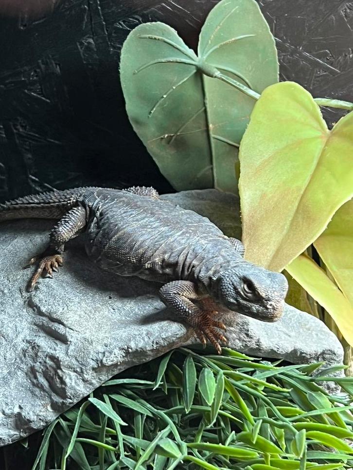 Uromastyx dispar flavifasciata 0.0.2, Dieren en Toebehoren, Reptielen en Amfibieën, Hagedis, 0 tot 2 jaar, Tam